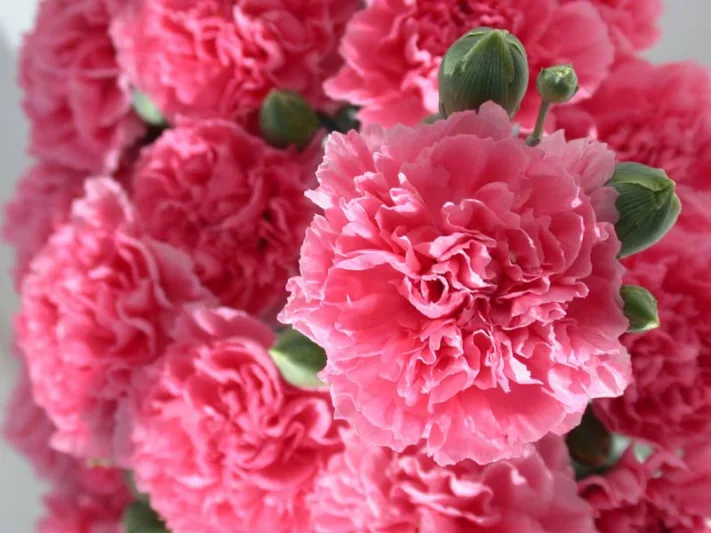 Dianthus 'Pink Fizz', Pink 'Pink Fizz', Pink Fizz Pink, Salmon Flowers, Salmon Dianthus, Pink Flowers, Pink Dianthus,Pink Garden Pink