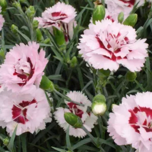 Dianthus 'Raspberry Surprise', Pink 'Raspberry Surprise', Raspberry Surprise Pink, Red Flowers, Red Dianthus, Pink Flowers, Pink Dianthus, Bicolor Flowers, Bicolor Dianthus