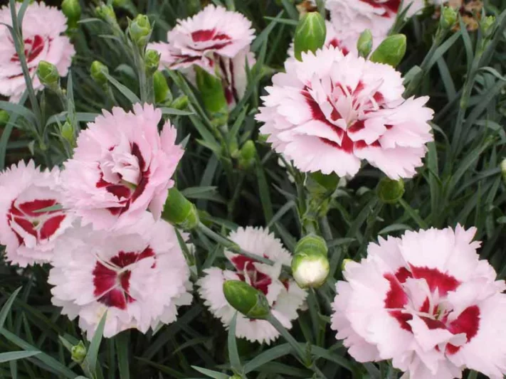 Dianthus 'Raspberry Surprise', Pink 'Raspberry Surprise', Raspberry Surprise Pink, Red Flowers, Red Dianthus, Pink Flowers, Pink Dianthus, Bicolor Flowers, Bicolor Dianthus