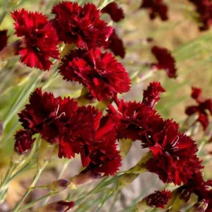 Dianthus caryophyllus 'King of the Blacks', Hardy Carnation 'King of the Blacks', Dianthus 'King of the Blacks', Dianthus 'Grenadin King of Blacks', Perennial Dianthus, Perennial Carnation, Red Carnation, Red Flowers, Clove Pink 'King of the Blacks'
