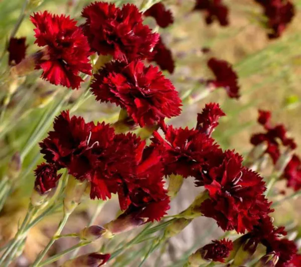 Dianthus caryophyllus 'King of the Blacks', Hardy Carnation 'King of the Blacks', Dianthus 'King of the Blacks', Dianthus 'Grenadin King of Blacks', Perennial Dianthus, Perennial Carnation, Red Carnation, Red Flowers, Clove Pink 'King of the Blacks'