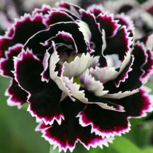 Dianthus chinensis heddewigii 'Black And White Minstrels', Pink 'Black And White Minstrels', Chinese Pink 'Black And White Minstrels', Indian Pink 'Black And White Minstrels', Black and White Flowers, Black and White Dianthus