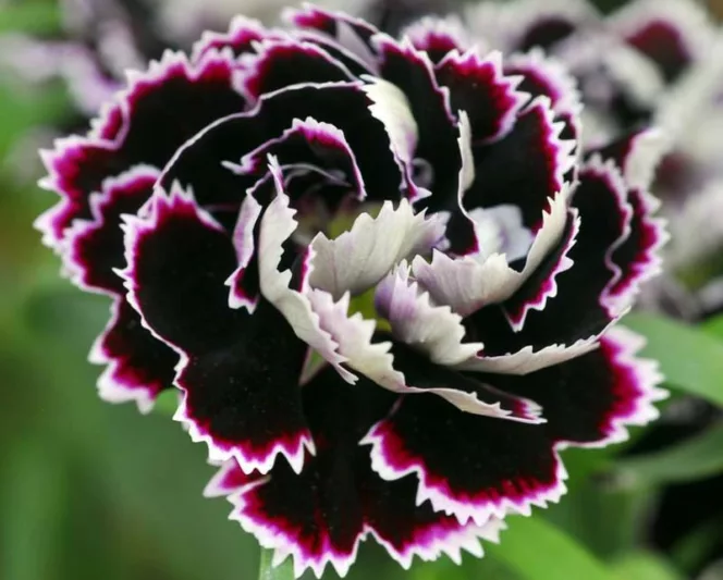 Dianthus chinensis heddewigii 'Black And White Minstrels', Pink 'Black And White Minstrels', Chinese Pink 'Black And White Minstrels', Indian Pink 'Black And White Minstrels', Black and White Flowers, Black and White Dianthus