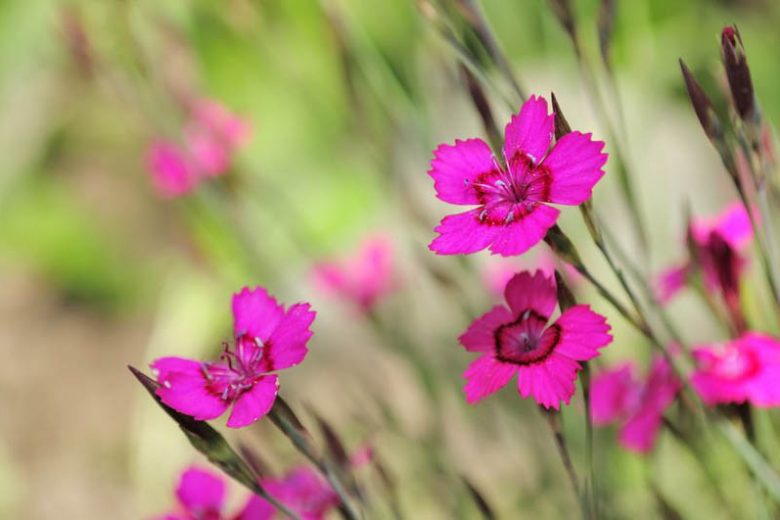 Dianthus deltoides, Maiden Pink, Lady's Cushion, Meadow Pink, Spink, Perennial Dianthus, Evergreen perennial, Pink Flowers, Pink Dianthus