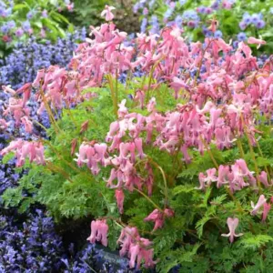 Dicentra Formosa 'Gold Leaf',Bleeding Heart 'Gold Leaf', Dutchman's Breeches 'Gold Leaf', Chinaman's Breeches 'Gold Leaf', Locks and Keys 'Gold Leaf', Lyre Flower 'Gold Leaf', Seal Flower 'Gold Leaf', Dicentra 'Gold Leaf', shade perennial