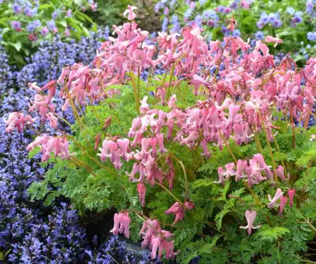 Dicentra Formosa 'Gold Leaf',Bleeding Heart 'Gold Leaf', Dutchman's Breeches 'Gold Leaf', Chinaman's Breeches 'Gold Leaf', Locks and Keys 'Gold Leaf', Lyre Flower 'Gold Leaf', Seal Flower 'Gold Leaf', Dicentra 'Gold Leaf', shade perennial