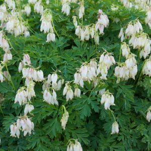 Dicentra 'Aurora',Bleeding Heart 'Aurora', Dutchman's Breeches 'Aurora', Chinaman's Breeches 'Aurora', Locks and Keys 'Aurora', Lyre Flower 'Aurora', Seal Flower 'Aurora', shade perennial, White Flowers