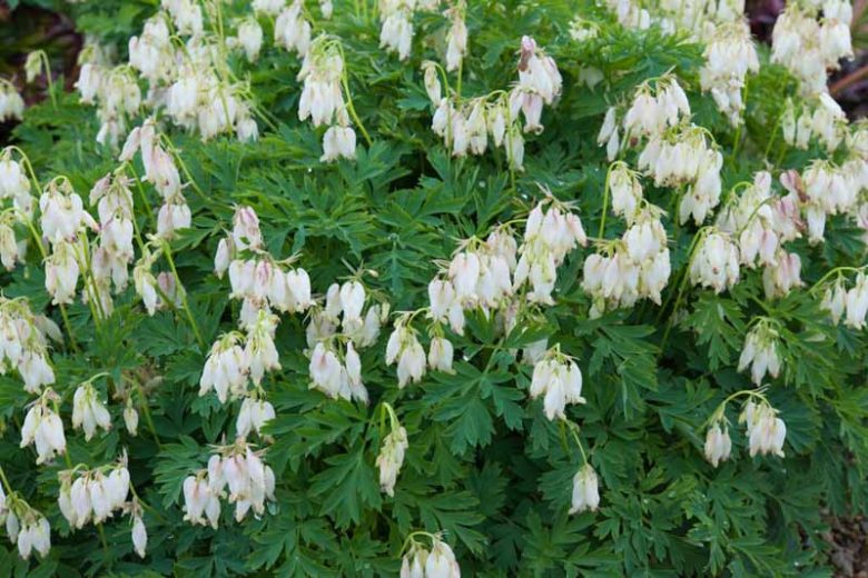 Dicentra 'Aurora',Bleeding Heart 'Aurora', Dutchman's Breeches 'Aurora', Chinaman's Breeches 'Aurora', Locks and Keys 'Aurora', Lyre Flower 'Aurora', Seal Flower 'Aurora', shade perennial, White Flowers