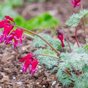 Dicentra 'Burning Hearts',Bleeding Heart 'Burning Hearts', Dutchman's Breeches 'Burning Hearts', Chinaman's Breeches 'Burning Hearts', Locks and Keys 'Burning Hearts', Lyre Flower 'Burning Hearts', Seal Flower 'Burning Hearts', shade perennial, Pink Flowers