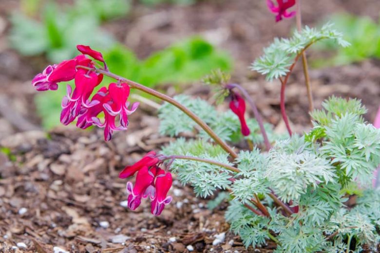 Dicentra 'Burning Hearts',Bleeding Heart 'Burning Hearts', Dutchman's Breeches 'Burning Hearts', Chinaman's Breeches 'Burning Hearts', Locks and Keys 'Burning Hearts', Lyre Flower 'Burning Hearts', Seal Flower 'Burning Hearts', shade perennial, Pink Flowers