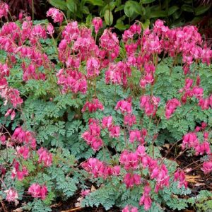 Dicentra 'King of Hearts',Bleeding Heart 'King of Hearts', Dutchman's Breeches 'King of Hearts', Chinaman's Breeches 'King of Hearts', Locks and Keys 'King of Hearts', Lyre Flower 'King of Hearts', Seal Flower 'King of Hearts', shade perennial