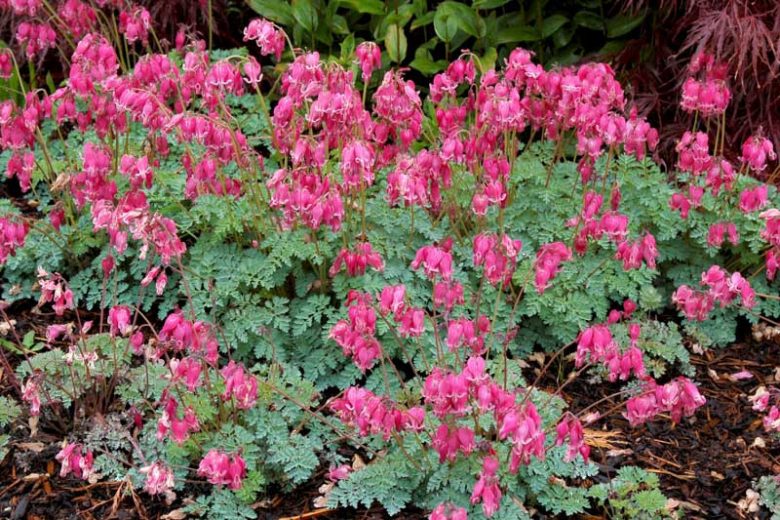 Dicentra 'King of Hearts',Bleeding Heart 'King of Hearts', Dutchman's Breeches 'King of Hearts', Chinaman's Breeches 'King of Hearts', Locks and Keys 'King of Hearts', Lyre Flower 'King of Hearts', Seal Flower 'King of Hearts', shade perennial