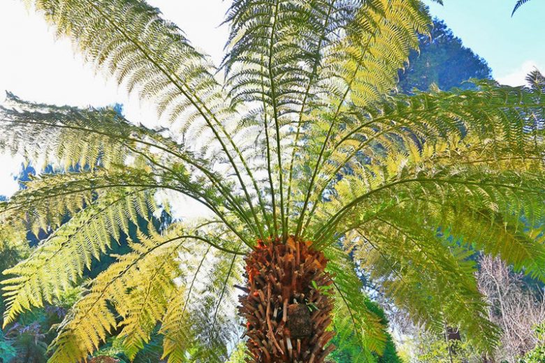Dicksonia antarctica, Soft Tree Fern, Australian Tree Fern, Tasmanian Tree Fern, Woolly Tree Fern, Drought tolerant tree