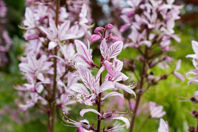 Dictamnus albus var. purpureus, Dittany, Gas Plant, Burning Bush, Dictamnus albus 'Fraxinella', Dictamnus albus 'Rubra', Dictamnus fraxinella, Pink Flowers, Purple Flowers