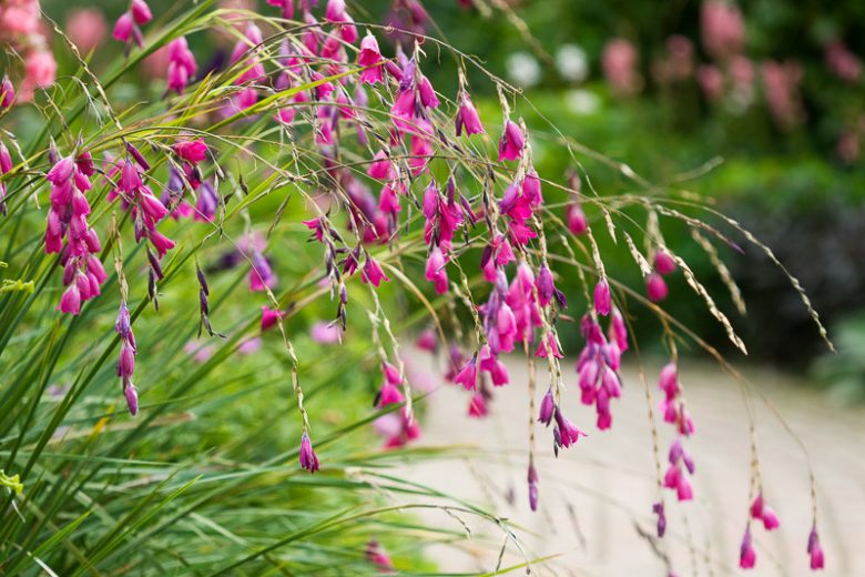 Dierama pulcherrimum, Angel's Fishing Rod, Fairy Wand, Wandflower, Pink flowers, Purple Flowers