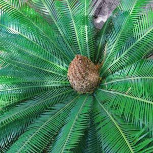 Dioon edule, Cycad, Chestnut Dioon, Edible-Seed Cycas, Virgin's Palm, Mexican Cycad, Mexican Blue Chamal, Mexican Fern Palm, Drought tolerant Palm