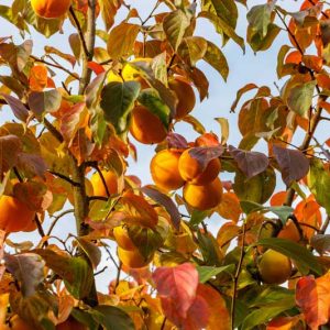 Diospyros kaki, Japanese Persimmon, Chinese Date Plum, Chinese Persimmon, Oriental Persimmon, Kaki