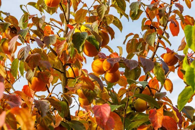 Diospyros kaki, Japanese Persimmon, Chinese Date Plum, Chinese Persimmon, Oriental Persimmon, Kaki