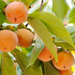 Diospyros kaki 'Fuyu', Japanese Persimmon 'Fuyu', Chinese Date Plum 'Fuyu', Chinese Persimmon 'Fuyu', Oriental Persimmon 'Fuyu', Kaki 'Fuyu'
