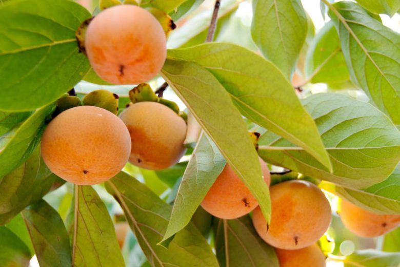 Diospyros kaki 'Fuyu', Japanese Persimmon 'Fuyu', Chinese Date Plum 'Fuyu', Chinese Persimmon 'Fuyu', Oriental Persimmon 'Fuyu', Kaki 'Fuyu'