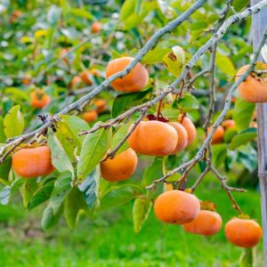 Diospyros kaki 'Jiro', Japanese Persimmon 'Jiro', Chinese Date Plum 'Jiro', Chinese Persimmon 'Jiro', Oriental Persimmon 'Jiro', Kaki 'Jiro'