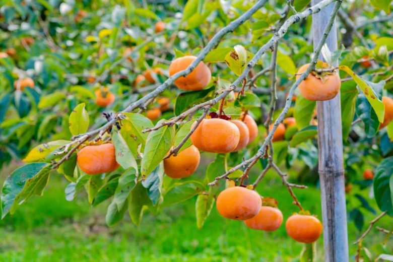 Diospyros kaki 'Jiro', Japanese Persimmon 'Jiro', Chinese Date Plum 'Jiro', Chinese Persimmon 'Jiro', Oriental Persimmon 'Jiro', Kaki 'Jiro'