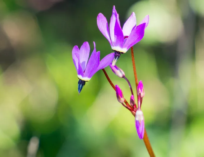 Dodecatheon hendersonii, Californian Cyclamen, Henderson's Shooting Star, Sailor Caps, Mosquito Bills, Broad-Leaved Shooting Star