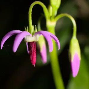 Dodecatheon jeffreyi, Sierra Shooting Star, Tall Mountain Shooting Star, Sierra Shootingstar, Tall Mountain Shootingstar
