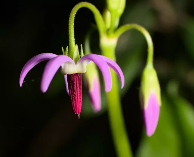 Dodecatheon jeffreyi, Sierra Shooting Star, Tall Mountain Shooting Star, Sierra Shootingstar, Tall Mountain Shootingstar