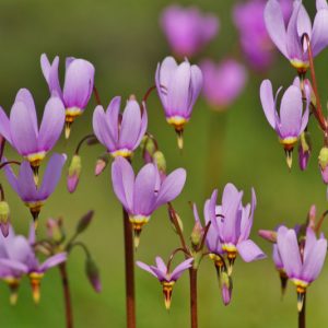 Shooting Star, Dodecatheon meadia, Purple Wildflower