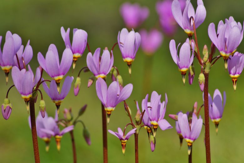 Shooting Star, Dodecatheon meadia, Purple Wildflower