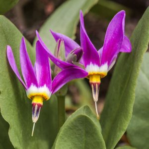 Dodecatheon pulchellum, Dark Throat Shooting Star, Few-flower Shooting Star, Western Shooting Star, Dodecatheon littorale, Dodecatheon pulchellum radicatum, Dodecatheon radicatum