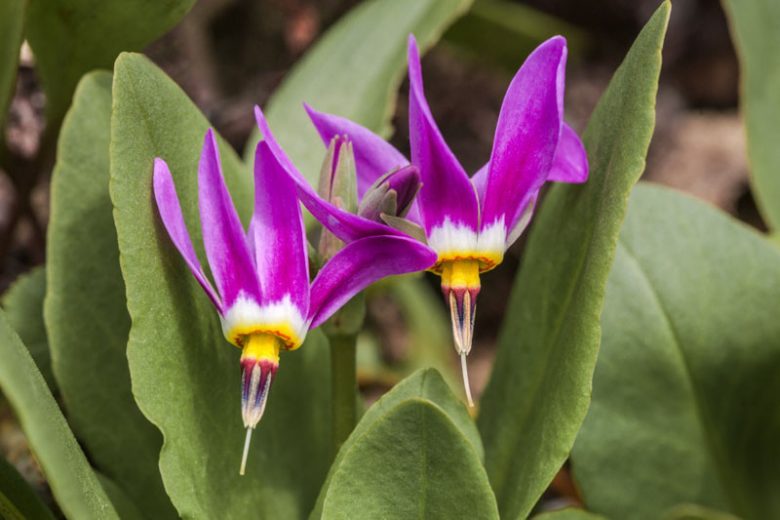 Dodecatheon pulchellum, Dark Throat Shooting Star, Few-flower Shooting Star, Western Shooting Star, Dodecatheon littorale, Dodecatheon pulchellum radicatum, Dodecatheon radicatum