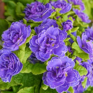Double Primroses, Double Primulas, Belarina Series, Primulas,