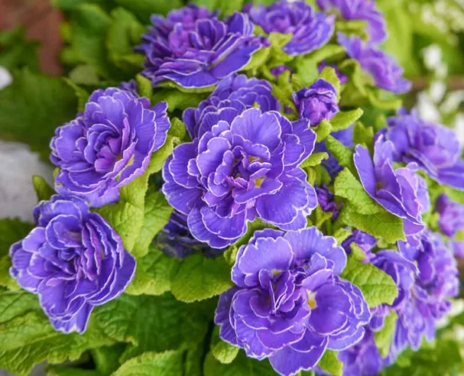Double Primroses, Double Primulas, Belarina Series, Primulas,