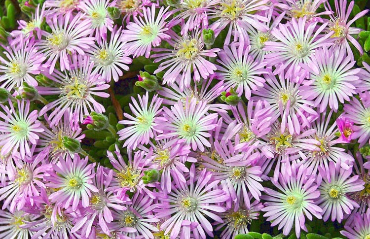 Drosanthemum floribundum, Ice Plant, Purple Carpet, Mesembryanthemum hispidum var. pallidum, Mesembryanthemum floribundum, Mesembryanthemum torquatum, purple perennial flowers, succulent, Low maintenance perennial, perennial ground cover