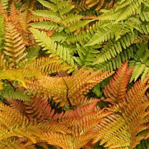 Dryopteris erythrosora 'Brilliance', Autumn Fern 'Brilliance', Japanese Red Shield Fern 'Brilliance', Copper Shield Fern 'Brilliance', Shade plants, shade perennial, plants for shade, plants for wet soils