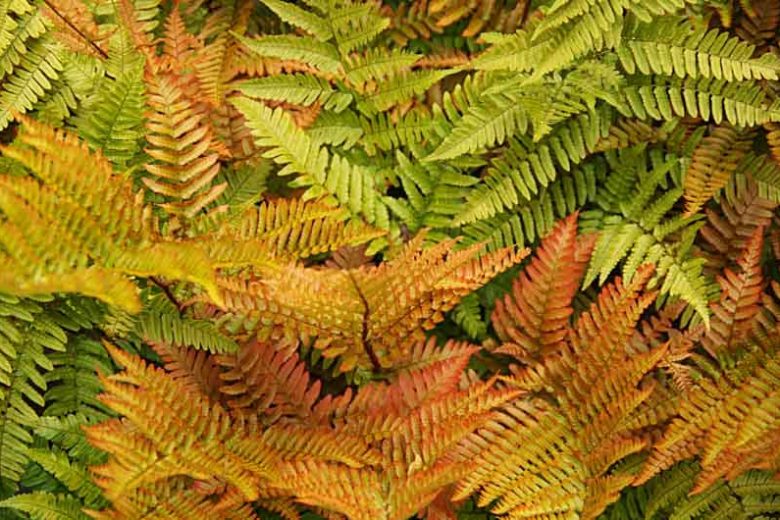Dryopteris erythrosora 'Brilliance', Autumn Fern 'Brilliance', Japanese Red Shield Fern 'Brilliance', Copper Shield Fern 'Brilliance', Shade plants, shade perennial, plants for shade, plants for wet soils