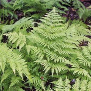 Dryopteris filix-mas, Male Fern, Basket Fern, Shield Fern, Shade plants, shade perennial, plants for shade, plants for wet soils