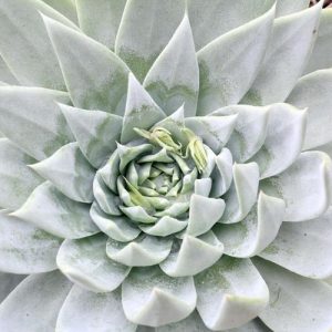 Dudleya pulverulenta, Chalk Liveforever, Chalk Lettuce,  Blue Dudleya, gray Dudleya, Blue succulent, gray succulent