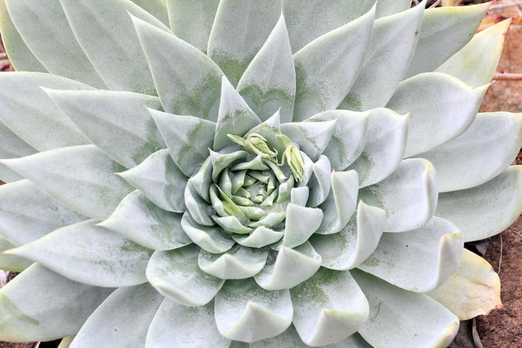Dudleya pulverulenta, Chalk Liveforever, Chalk Lettuce,  Blue Dudleya, gray Dudleya, Blue succulent, gray succulent