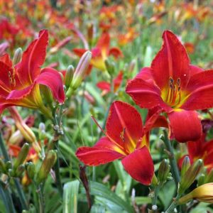 Dwarf Daylilies, Miniature Daylilies, Small Daylilies, Compact Daylilies, Short Daylilies, Petite Daylilies, Daylilies for pots, Daylilies for containers, Daylilies for edging