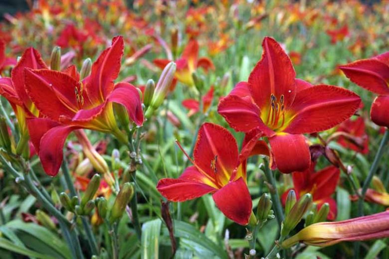 Dwarf Daylilies, Miniature Daylilies, Small Daylilies, Compact Daylilies, Short Daylilies, Petite Daylilies, Daylilies for pots, Daylilies for containers, Daylilies for edging