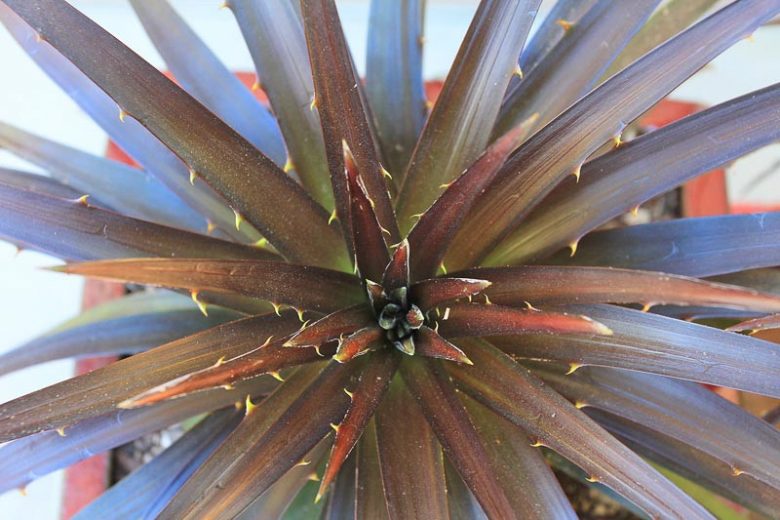 Dyckia Burgundy Ice, dark Dyckia, Black Dyckia, Burgundy Dyckia, Dark Succulent
