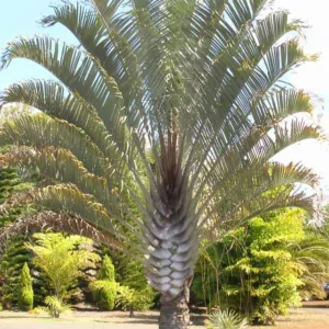 Dypsis decaryi, Triangle Palm, Neodypsis decaryi, Drought tolerant tree, Tropical Plant, Palm Tree, Blue Palm Tree, Blue Palms