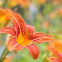 Extra Early Season Daylilies, Early Season Daylilies, Early Midseason Daylilies, Reblooming Daylilies, Everblooming Daylilies, Reblooming Daylily, Everblooming Daylily