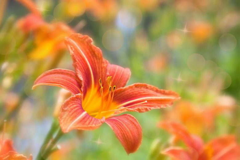 Extra Early Season Daylilies, Early Season Daylilies, Early Midseason Daylilies, Reblooming Daylilies, Everblooming Daylilies, Reblooming Daylily, Everblooming Daylily