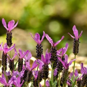 Lavender Flowers, Lavender Flower, English Lavender, Spanish lavender, French Lavender, Early Lavenders, Lavender Blooming Times, lavandula angustifolia, lavandula stoechas, lavandula x intermedia