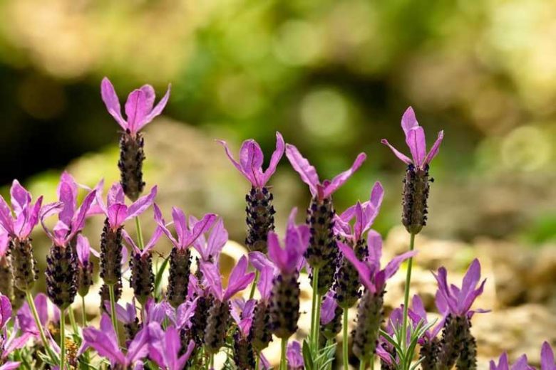 Lavender Flowers, Lavender Flower, English Lavender, Spanish lavender, French Lavender, Early Lavenders, Lavender Blooming Times, lavandula angustifolia, lavandula stoechas, lavandula x intermedia
