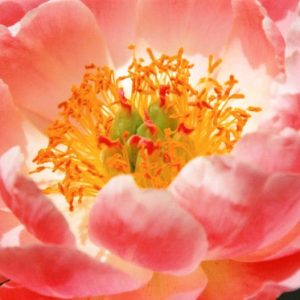 Bloom Peonies season, Early Peonies, Midseason Peonies, Late Peonies, Peonies Bloom Times